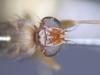 Geomyza tripunctata
